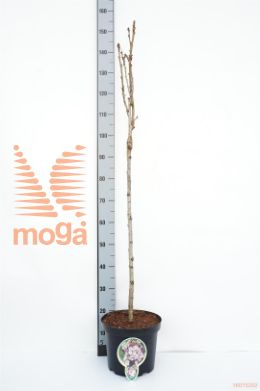http://twentheplant.nl/tsd/93806_PRSAMANO_S080P263JR_1.jpg