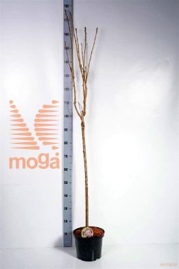 http://twentheplant.nl/tsd/93806_PRSAMANO_S080P232J_1.jpg