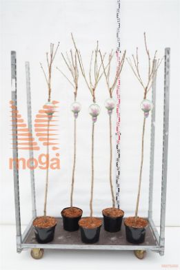 http://twentheplant.nl/tsd/93806_PRSKANZA_S120P232JR_1.jpg