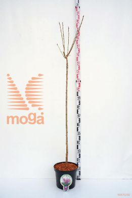 http://twentheplant.nl/tsd/93806_PRSKANZA_S120P262J_1.jpg