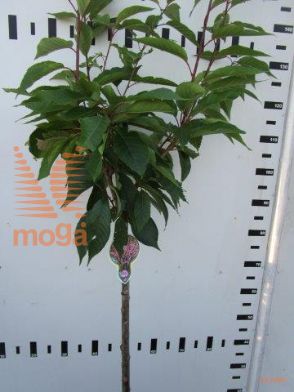 http://twentheplant.nl/tsd/93806_PRSKANZA_S080P23_1.jpg