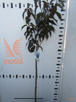 http://twentheplant.nl/tsd/93806_PRSRBURG_S080P23_1.jpg