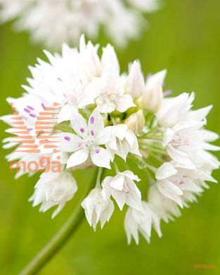 http://twentheplant.nl/tsd/97212_ALGBEAUT_PER100,6_1.jpg