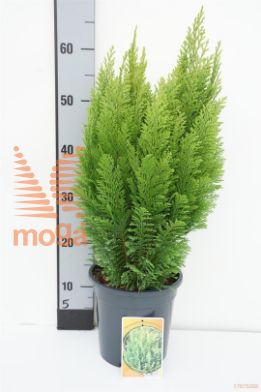 http://twentheplant.nl/tsd/68225_CHLEEMPI_8P19030040_1.jpg