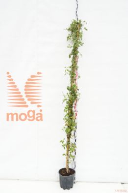 http://twentheplant.nl/tsd/93675_CLNDAWN_9C10175200_1.jpg