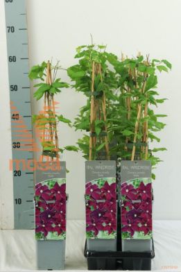 http://twentheplant.nl/tsd/61502_CLVIOLA_8P170400603ST_2.jpg