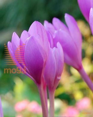 http://twentheplant.nl/tsd/97212_COAUTUMN_PER10,13_1.jpg