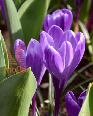 http://twentheplant.nl/tsd/97212_CRFRECOR_PER100,910_1.jpg