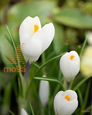 http://twentheplant.nl/tsd/97212_CRJARC_PER100,910_1.jpg