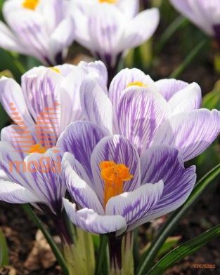 http://twentheplant.nl/tsd/97212_CRPICKWI_PER100,910_1.jpg