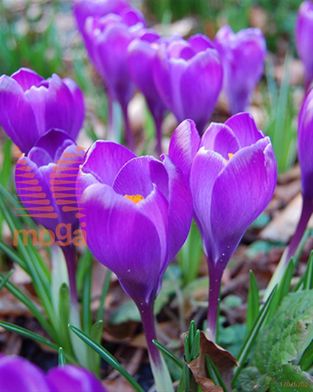 http://twentheplant.nl/tsd/97212_CRREMEMB_PER100,910_1.jpg