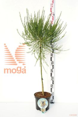 http://twentheplant.nl/tsd/93806_CYGTEARS_S060P212JR_1.jpg