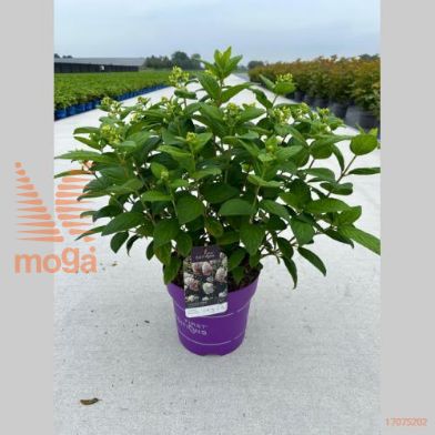 http://twentheplant.nl/tsd/55506_HYPTPINK_9C10050060_2.jpg