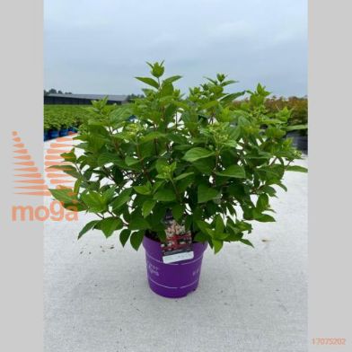http://twentheplant.nl/tsd/55506_HYPWDIAM_9C10050060_2.jpg
