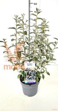 http://twentheplant.nl/tsd/91250_ELQUICKS_8P26060080_2.jpg
