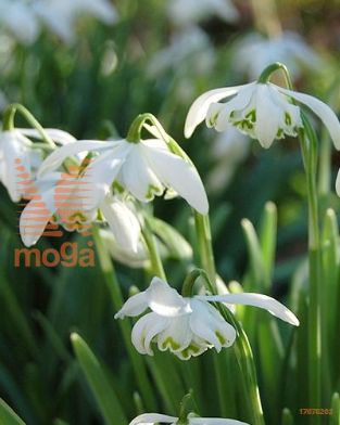 http://twentheplant.nl/tsd/97212_GAFPLENO_PER100,5_1.jpg