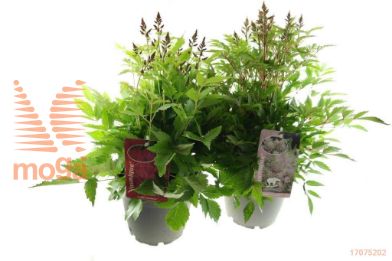 http://twentheplant.nl/tsd/98775_ASYWHITE_8P19_1.jpg