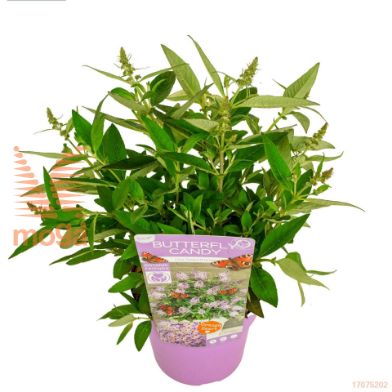 http://twentheplant.nl/tsd/82824_BUDBCLSW_8P19025_2.jpg