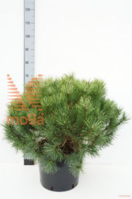 http://twentheplant.nl/tsd/55256_PIMUNCIN_9C15060070_1.jpg