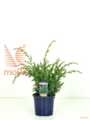 http://twentheplant.nl/tsd/96031_JUSBSWED_8P13015020_1.jpg