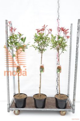 http://twentheplant.nl/tsd/95202_PHFRROBI_S080C10_1.jpg