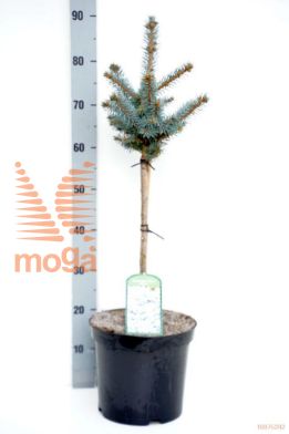 http://twentheplant.nl/tsd/95202_PIPGGLOB_S040P26_1.jpg