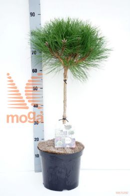 http://twentheplant.nl/tsd/95202_PIMBREGE_S040P26_1.jpg