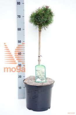 http://twentheplant.nl/tsd/95202_PIMMOPS_S040P26_1.jpg