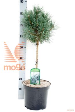 http://twentheplant.nl/tsd/95202_PISWATER_S040P26_1.jpg