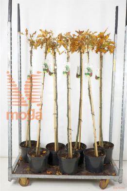 http://twentheplant.nl/tsd/95202_QUPGDWAR_S120C10_1.jpg