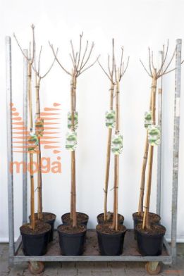 http://twentheplant.nl/tsd/95202_CABAUREA_S120P26_1.jpg