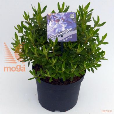 http://twentheplant.nl/tsd/51036_RHNSKY_8P17020025_1.jpg