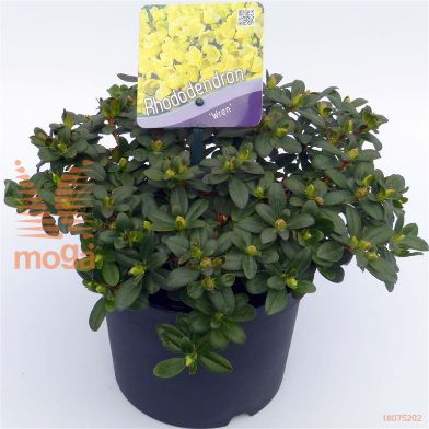 http://twentheplant.nl/tsd/51036_RHWREN_8P17020025_1.jpg