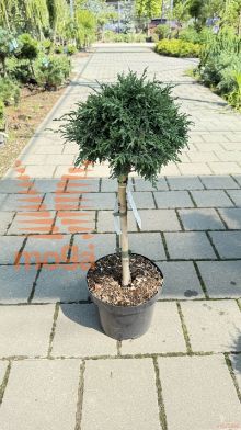 Chamaecyparis lawsoniana "Tharandtensis Caesia" |1/4 stem|C5