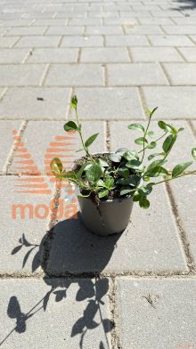 navadni zimzelen "Colada"