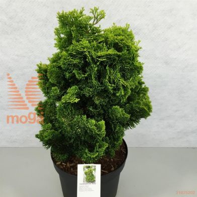 http://twentheplant.nl/tsd/88315_CHOAUROR_8p19020025_1.jpg