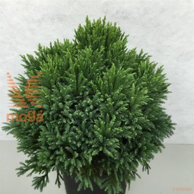 http://twentheplant.nl/tsd/88315_CRJLDIAM_9c10030040_2.jpg
