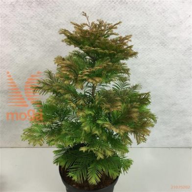 http://twentheplant.nl/tsd/88315_MEGDTFLE_9c10050060_2.jpg
