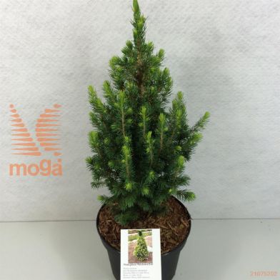 http://twentheplant.nl/tsd/88315_PIGDWHIT_8P19030040_1.jpg