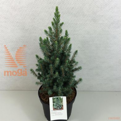 http://twentheplant.nl/tsd/88315_PIGCBLUE_8P19030040_1.jpg