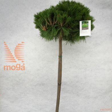 http://twentheplant.nl/tsd/88315_PIDLGLOW_s060c10_1.jpg