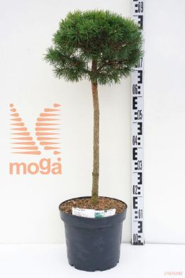 http://twentheplant.nl/tsd/88315_PIMMOPS_s060p26_1.jpg