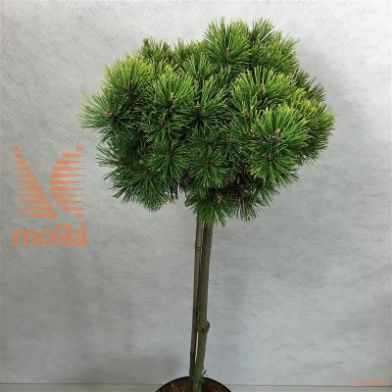 http://twentheplant.nl/tsd/88315_PIMOPHIR_s050p26_2.jpg