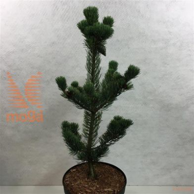 http://twentheplant.nl/tsd/88315_PIPAUI_8P23030040_2.jpg