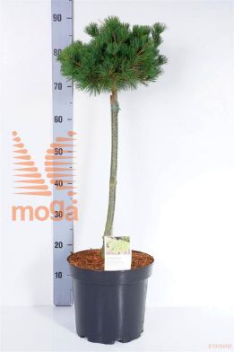 http://twentheplant.nl/tsd/88315_PIPKOKUH_S060P26_1.jpg