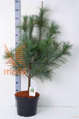 http://twentheplant.nl/tsd/88315_PISFASTI_9C10070080_1.jpg