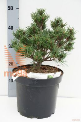 http://twentheplant.nl/tsd/88315_PISKLILL_8P26030040_1.jpg
