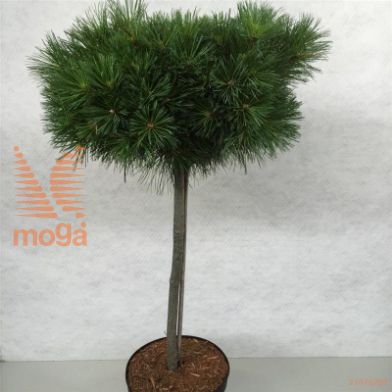 http://twentheplant.nl/tsd/88315_PISONTAR_s060c10_2.jpg