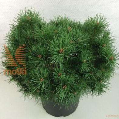 http://twentheplant.nl/tsd/88315_PISSANDR_9c10030040_2.jpg
