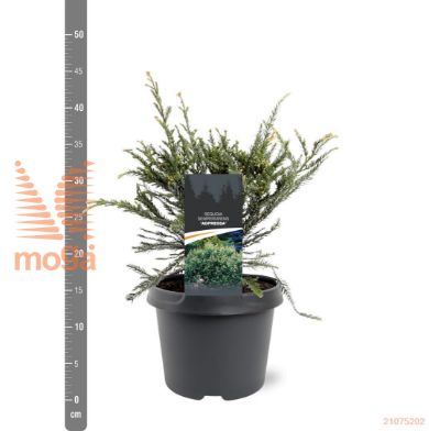http://twentheplant.nl/tsd/55938_SESADPRE_8p19025030_2.jpg